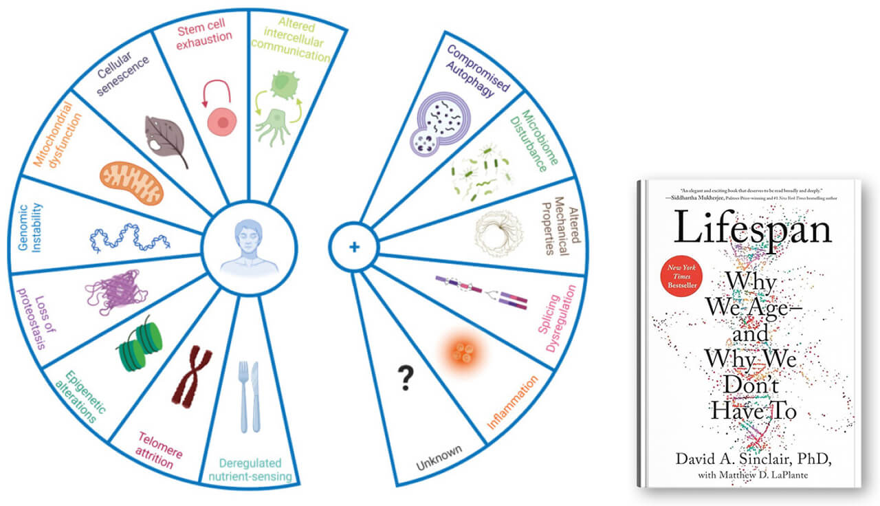 Links: Die Abbildung zeigt die Hallmarks of Aging, rechts: das Buch von David Sinclair, Havard Professor und führender Longevity Forscher